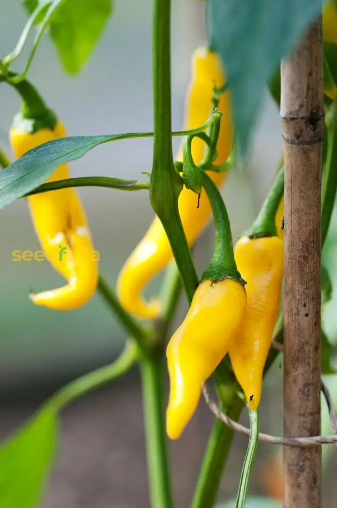 Premium yellow pepper planting seeds with high germination