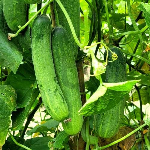 Prestige F1 cucumber plants growing in garden