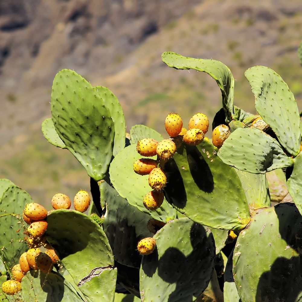 Prickly Pear Cactus growing in desert landscape