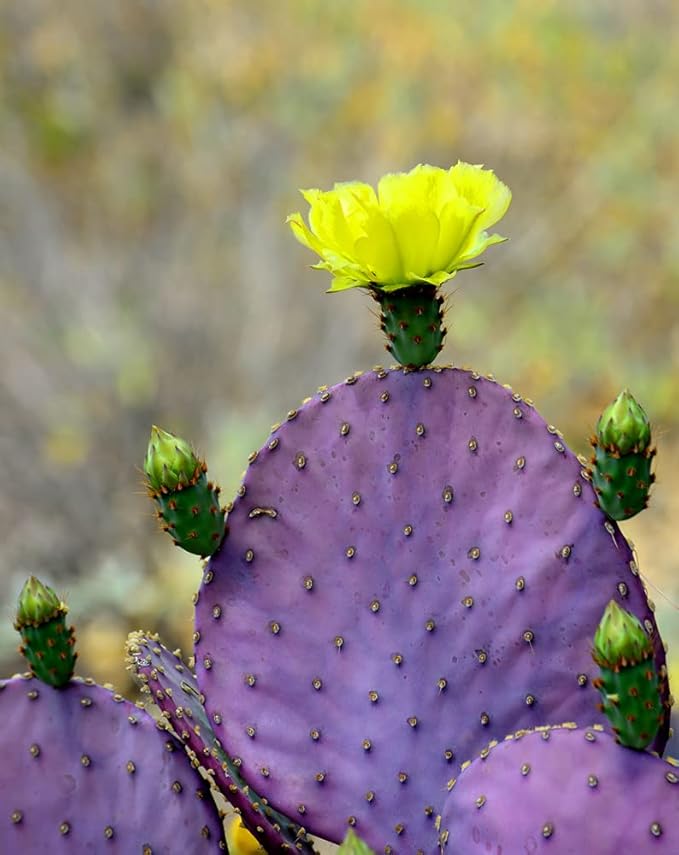 Prickly pear cactus with bright yellow flower
