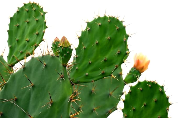 Ripe red prickly pear fruit (tuna) on cactus pads