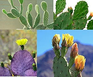 Prickly Pear Cactus Opuntia spp seeds for planting