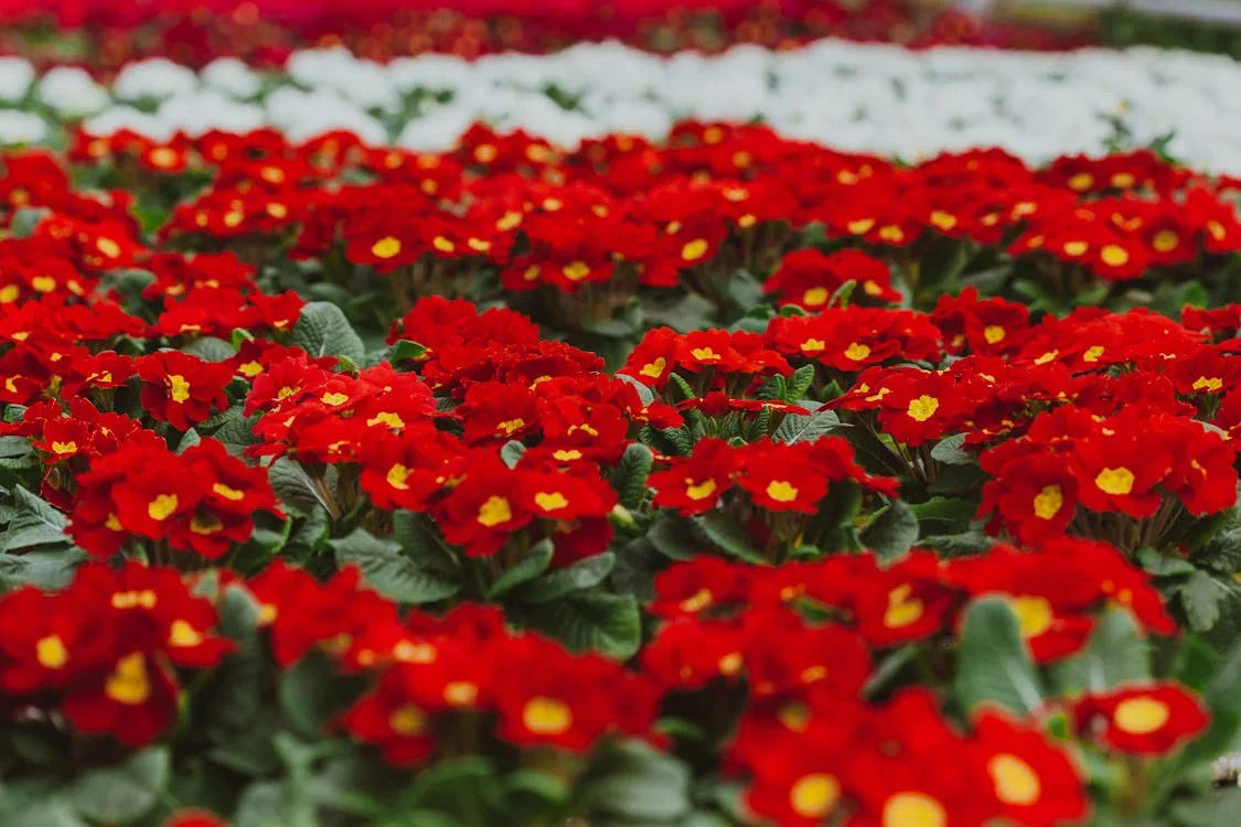 Red Primrose Flowers in Decorative Pots