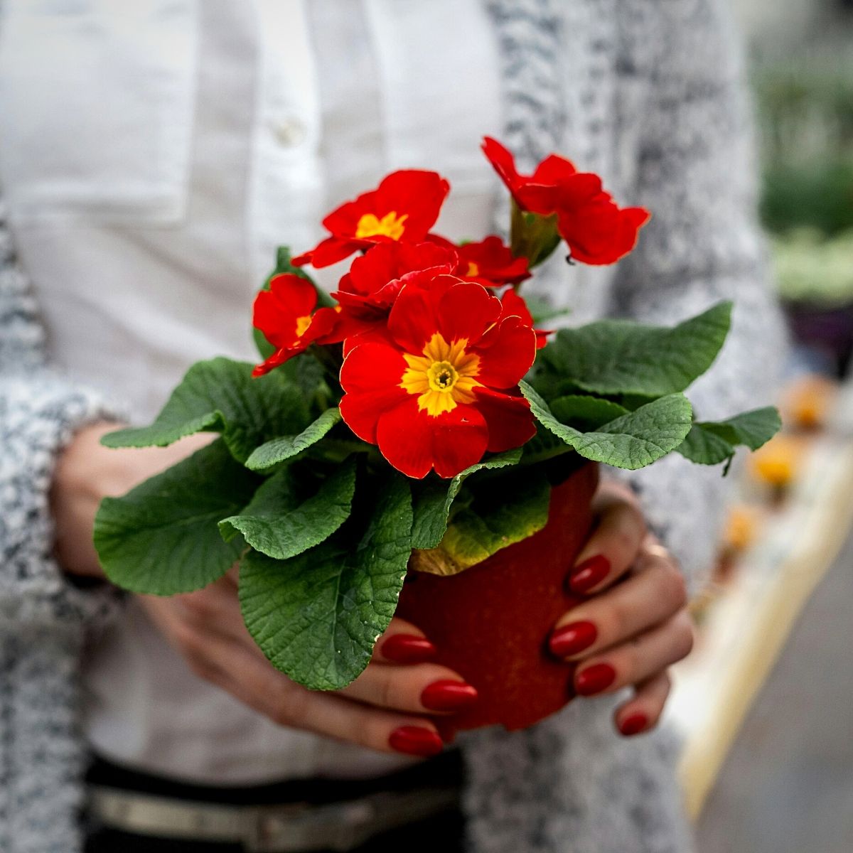 Primrose Plants Growing in Garden Borders