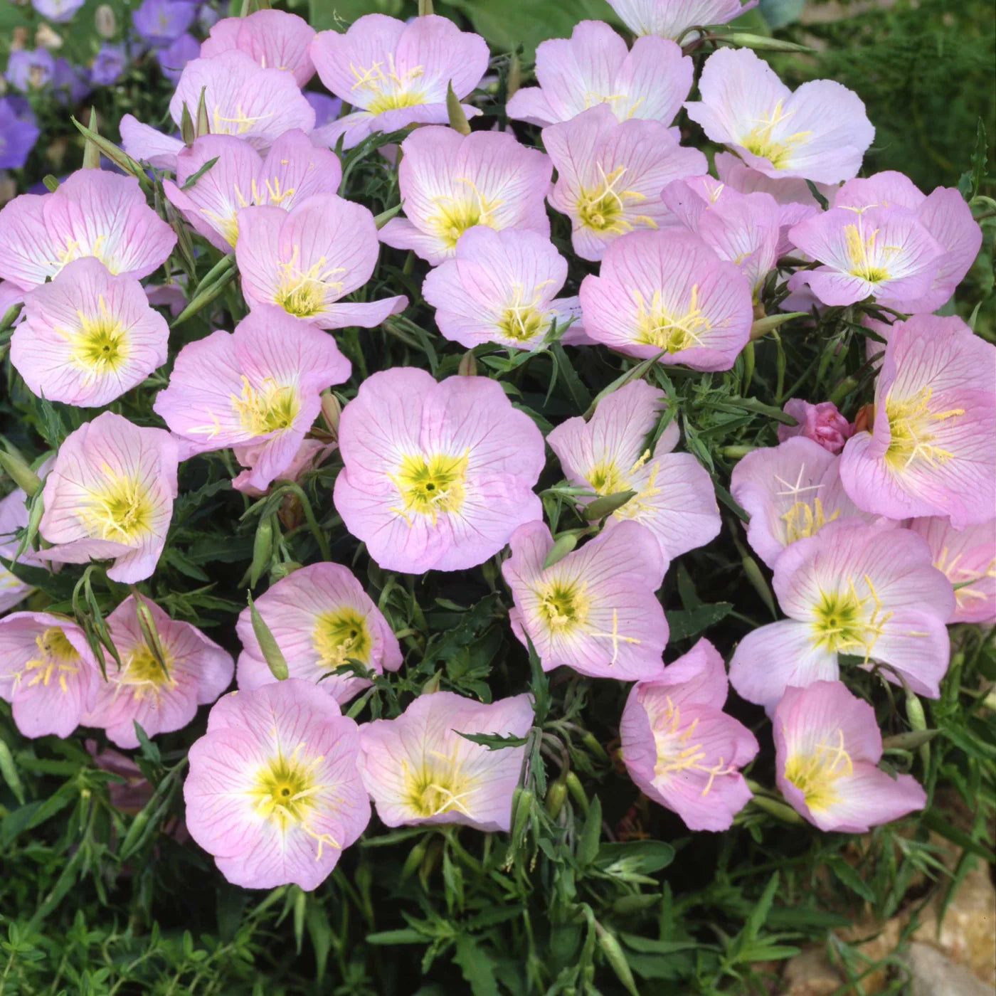 Pink Primrose Flowers in Full Garden Bloom