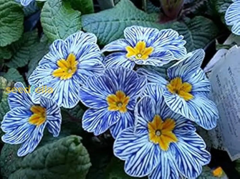 Primula Acaulis Light Blue Seeds For Planting - European Flower