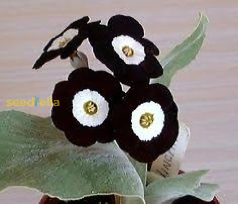 Primula Auricula Black Flower Seeds - Easy Planting