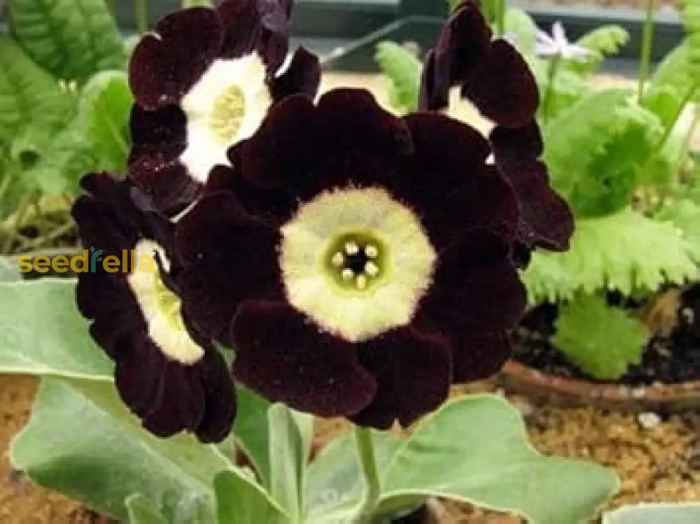 Primula Auricula Black Flower Seeds - Easy Planting