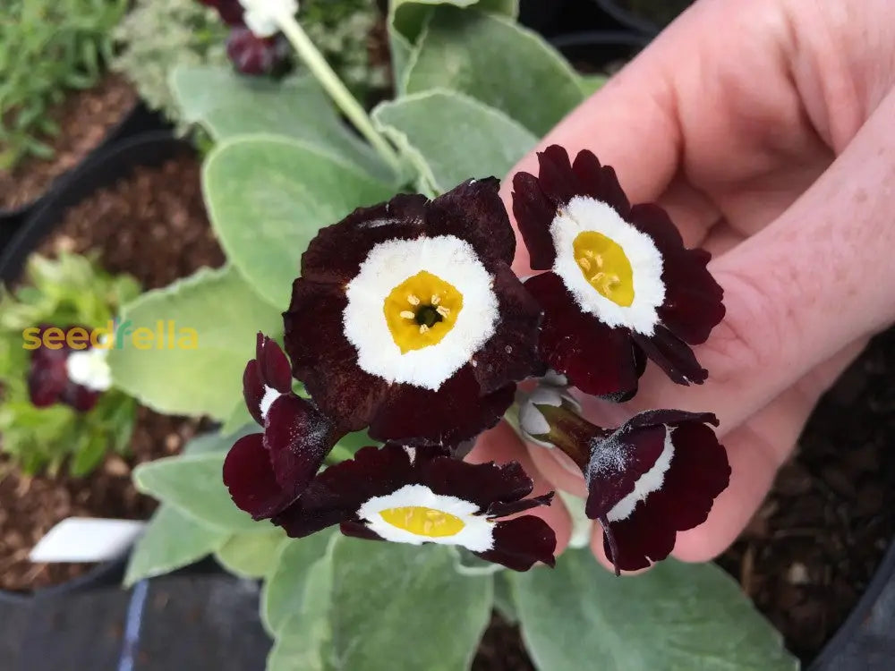 Primula Auricula Black Flower Seeds - Planting Kit