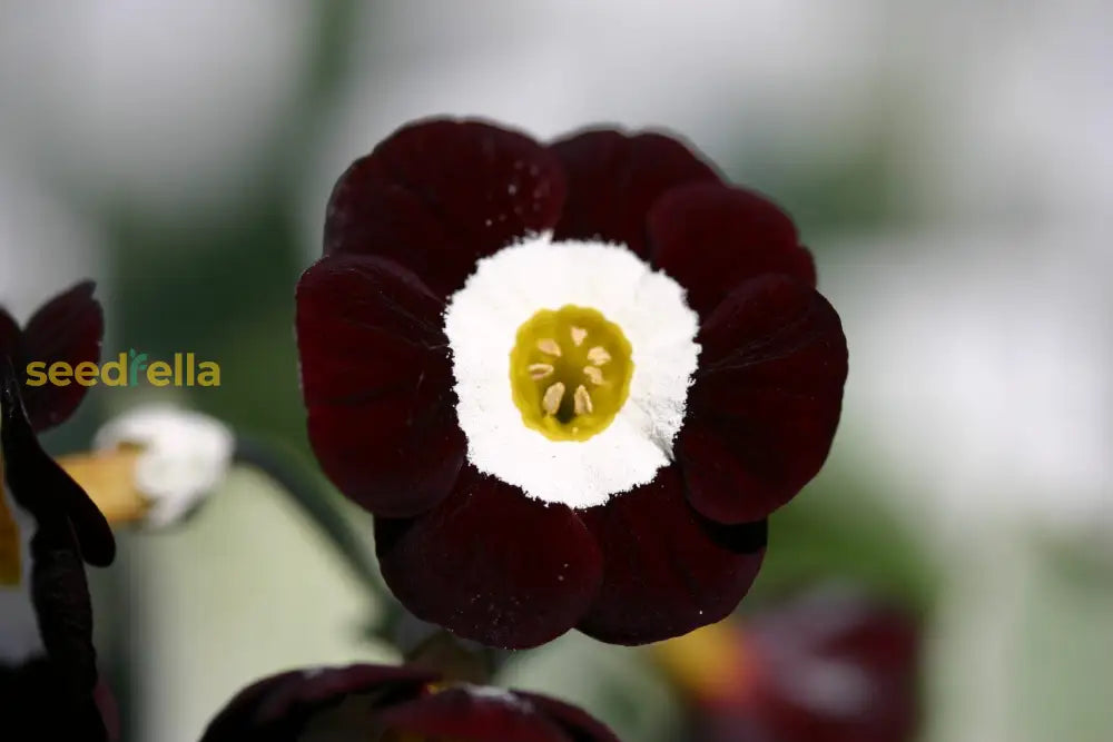 Primula Auricula Black Flower Seeds - Planting Kit