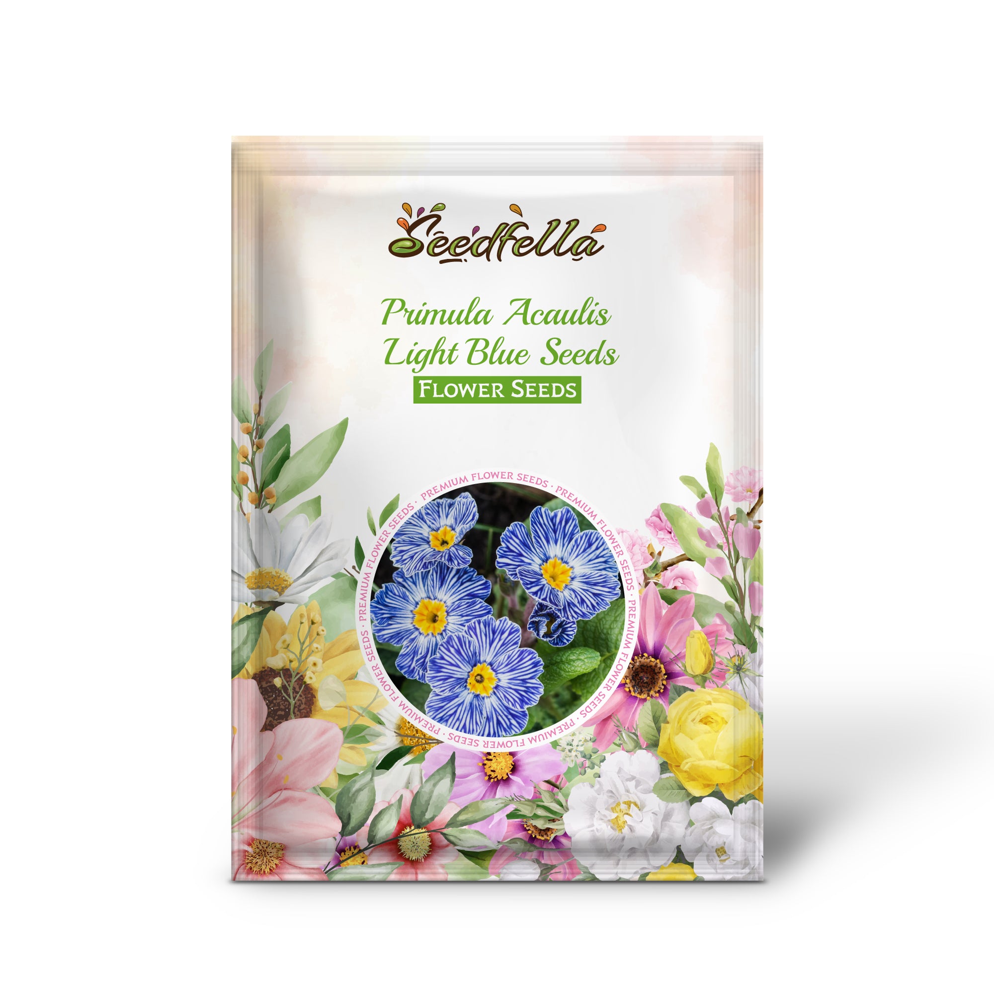 Primula seeds germination seedlings