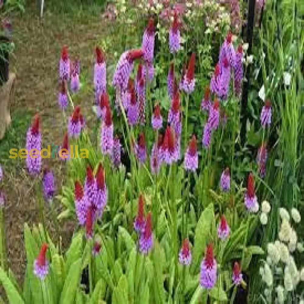 Primula Vialii Flower Seeds Red Purple For Planting  Eye-Catching Blooms