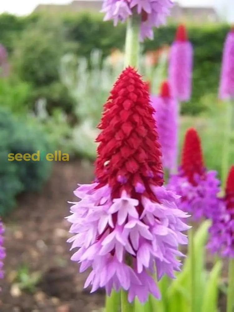 Primula Vialii Flower Seeds Red Purple For Planting  Eye-Catching Blooms