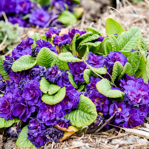 Rot-violette Primel-Blumensamen zum Einpflanzen für kräftige Blüten im Garten, perfekt für farbenfrohen Charme.
