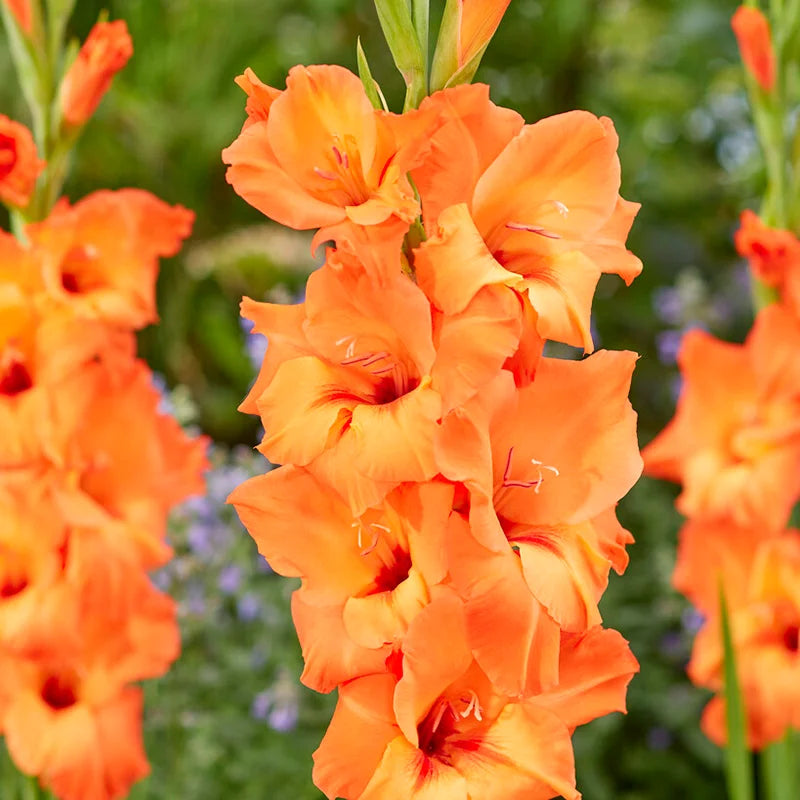Gladiolus (Gladiolus Flower) seeds for planting in home garden