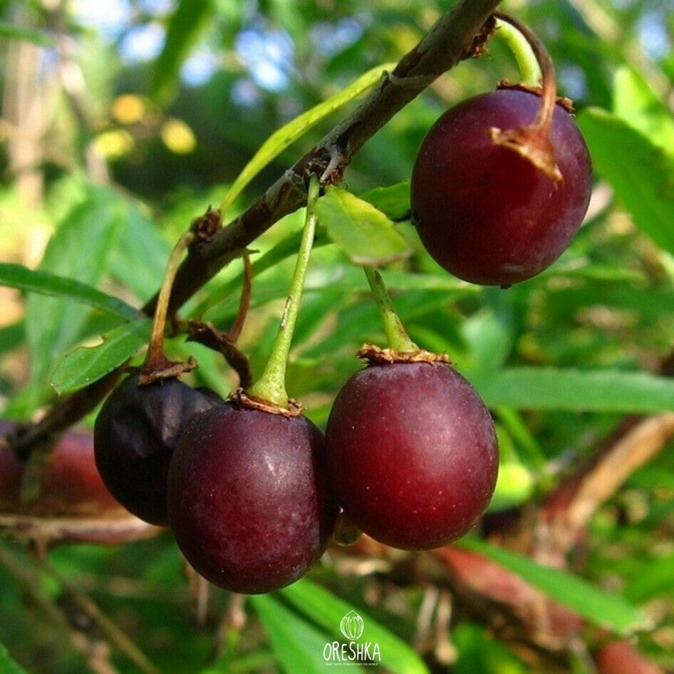 Prinsepia sinensis seeds growing into healthy ornamental shrub