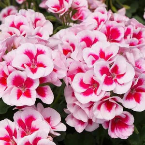 Geranium Seeds For Planting: Bright White And Pink Flowers Flower