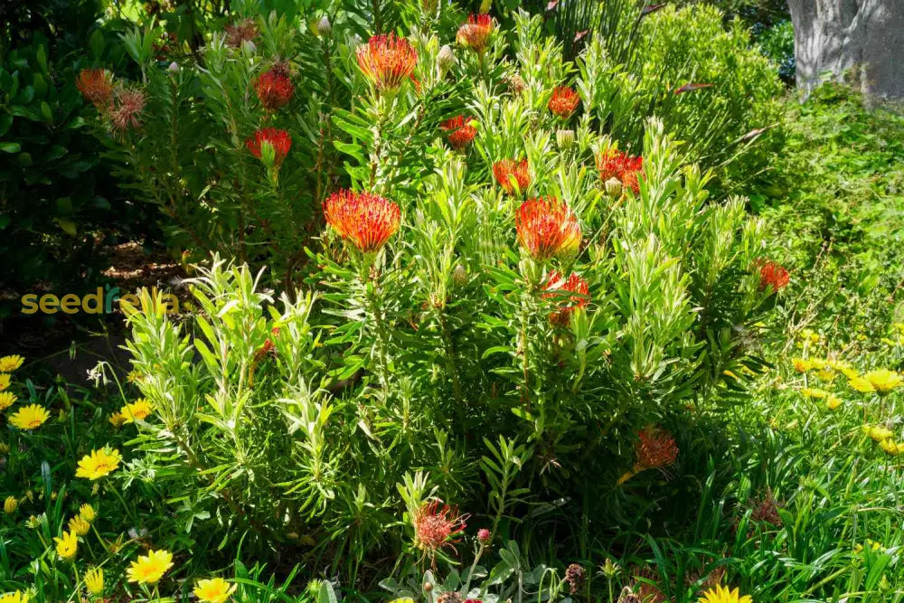 Protea Flower Planting Seeds For Vibrant Gardens