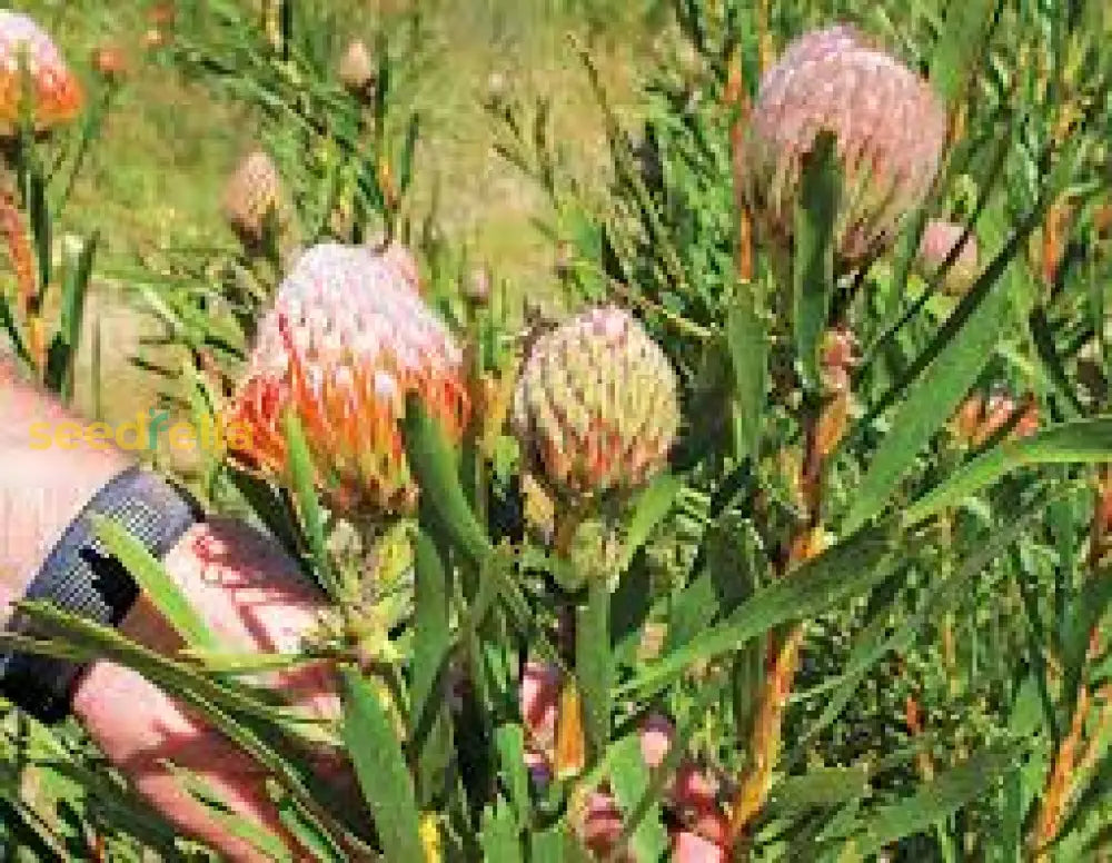 Protea Flower Planting Seeds For Vibrant Gardens