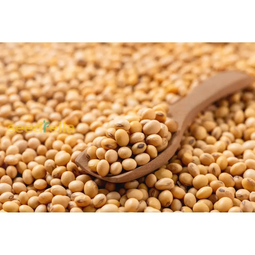 Protein-Rich Soybean Seeds For Planting Vegetable Seeds