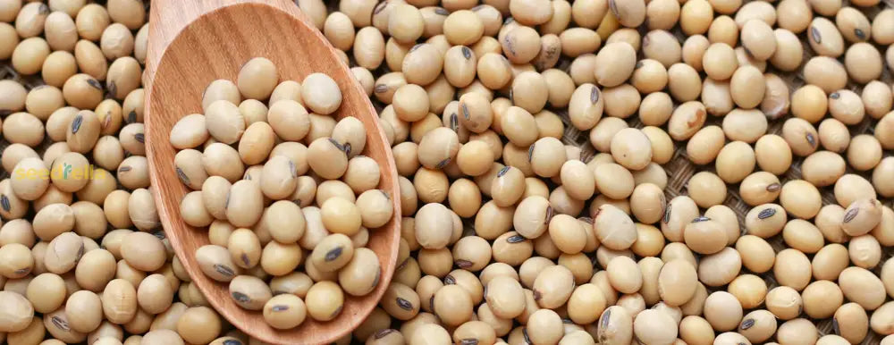 Protein-Rich Soybean Seeds For Planting Vegetable Seeds