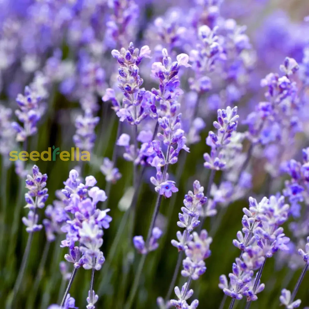 Provence Lavender Planting Seeds - Grow Elegant Perennial Flowers Flower