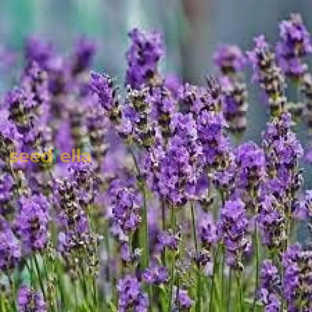 Provence Lavender Planting Seeds - Grow Elegant Perennial Flowers Flower