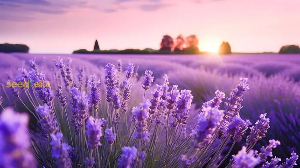 Provence Lavender Seeds For Planting - Multicolor Blooms Fragrant Gardens