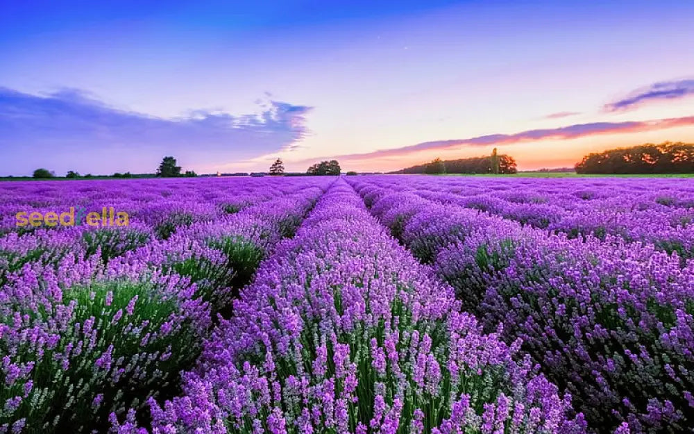 Provence Lavender Seeds For Planting - Multicolor Blooms Fragrant Gardens