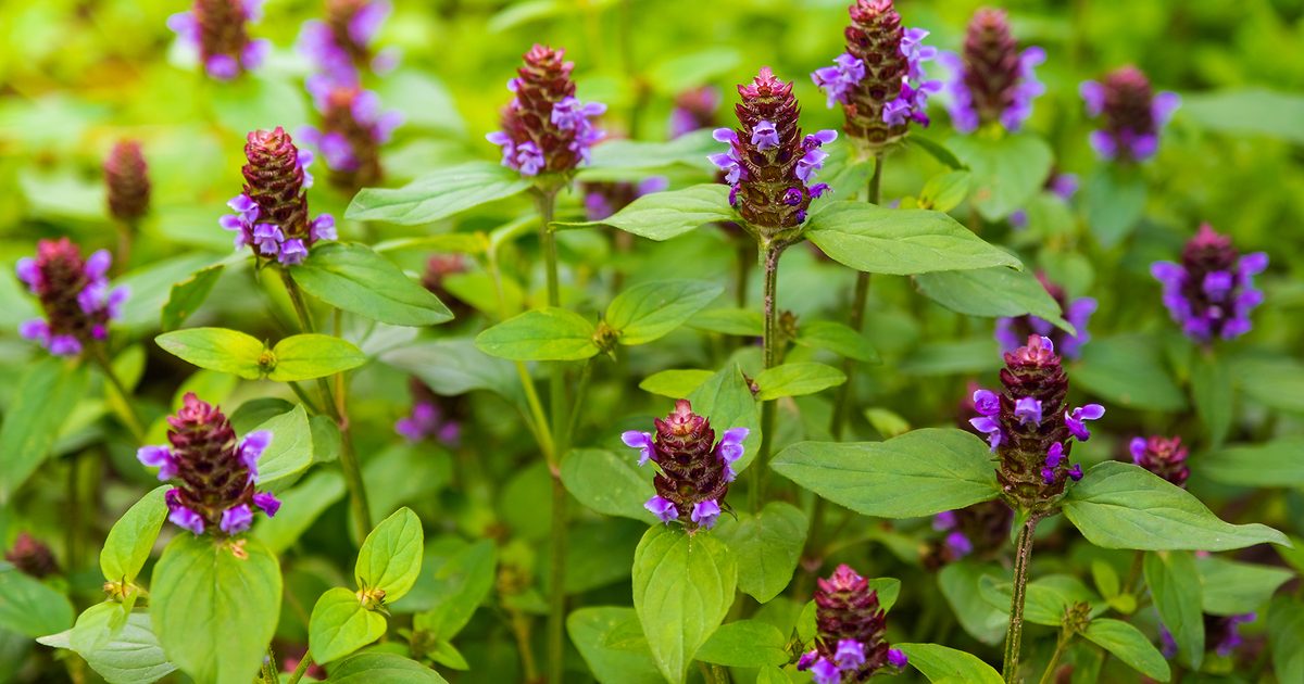 Blooming Prunella vulgaris herb with violet-purple flowers