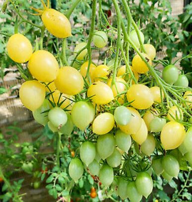 Prunus Avium Barry's Cherry Seeds for Home Garden