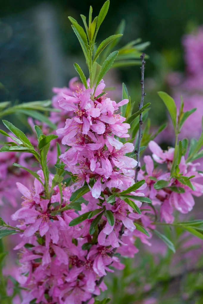 Flowering Prunus tenella shrub in spring