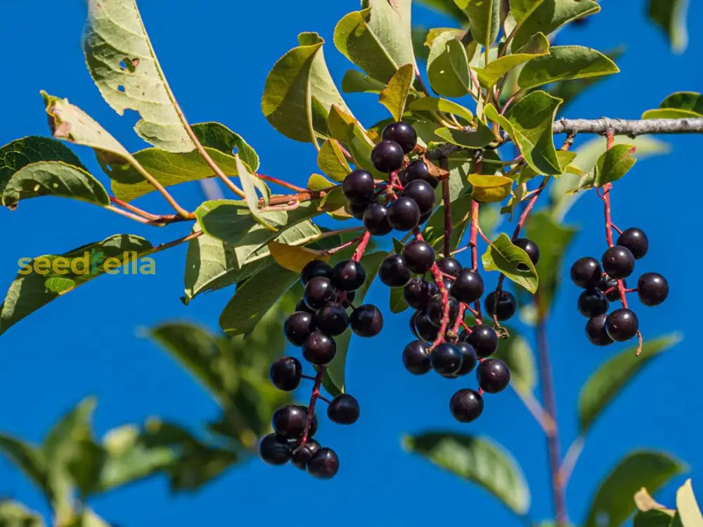 Prunus Virginiana Chokecherry Seeds for Home Garden