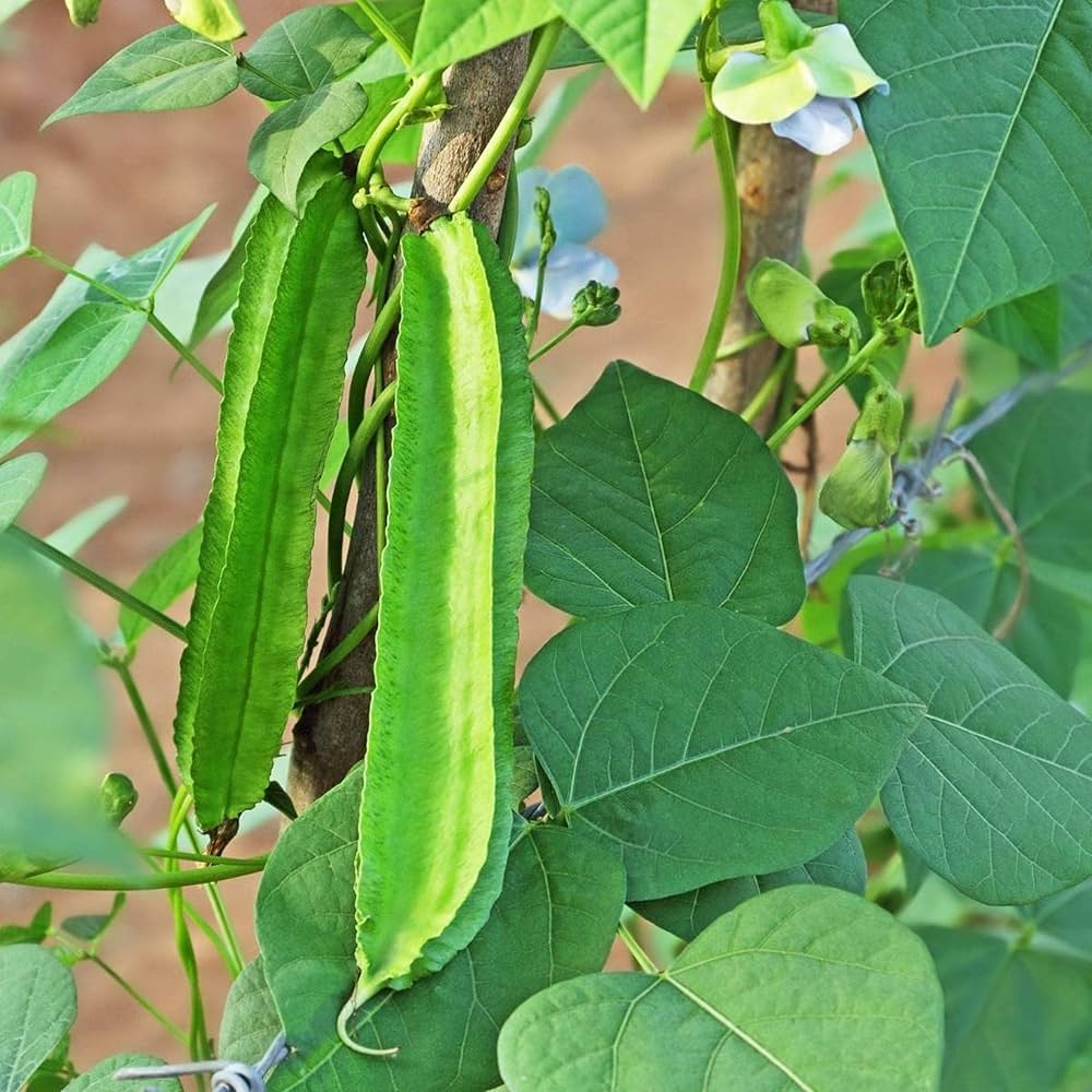 Psophocarpus tetragonolobus climbing vine for trellis