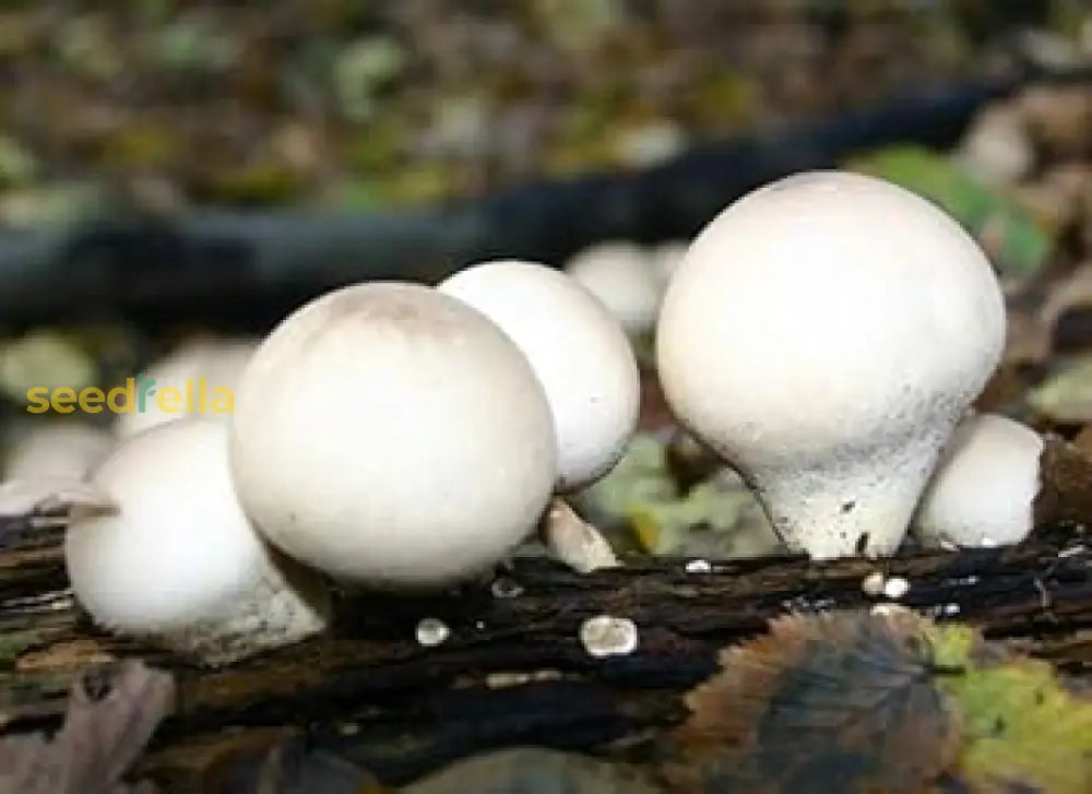 Puffball Mushroom Vegetable Planting Seeds Seeds