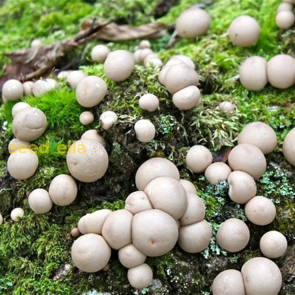 Puffball Mushroom Vegetable Planting Seeds Seeds