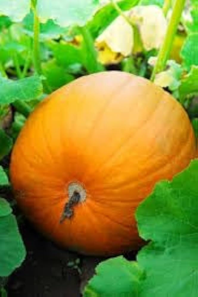 Pumpkin plants thriving in a large garden vegetable patch
