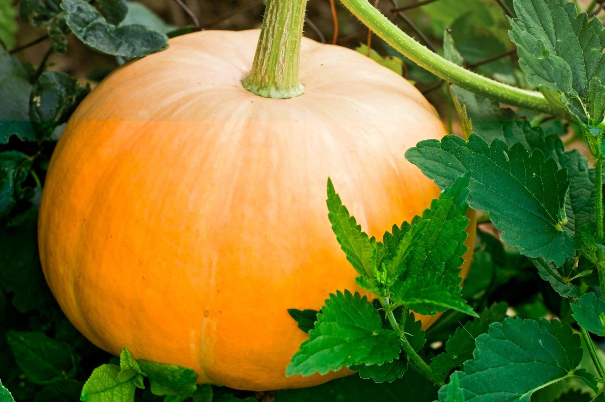 Healthy Cucurbita pepo pumpkin plant showing sprawling vine growth