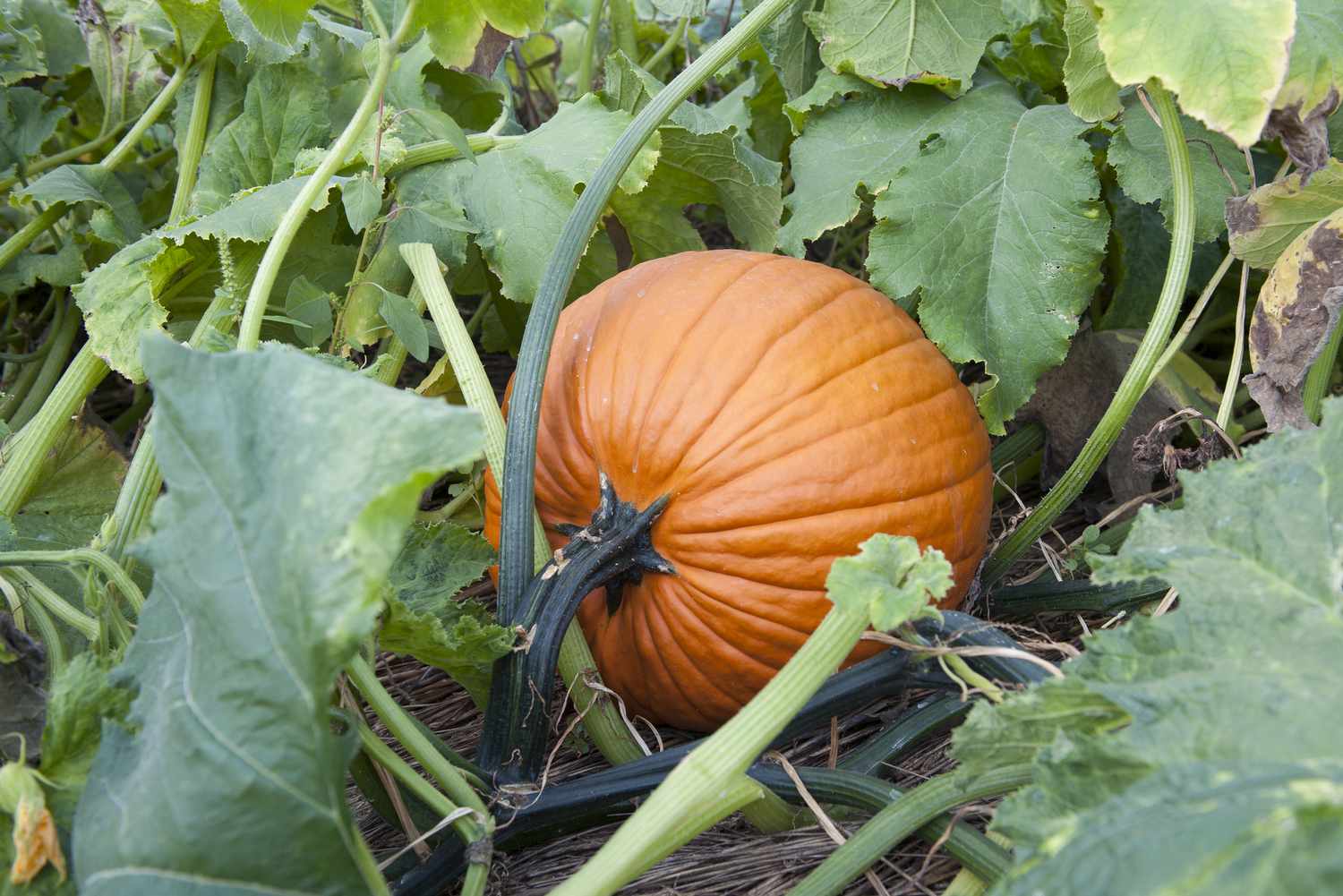 Pumpkin planting guide for home gardens