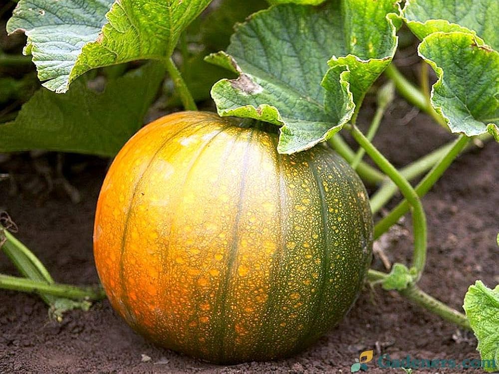 Pumpkin plants thriving in vegetable patch