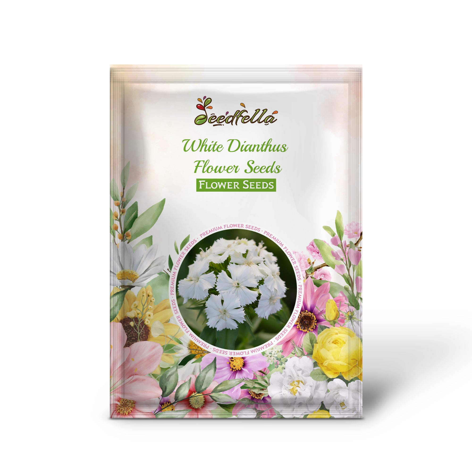 Pure white Dianthus flowers in full bloom