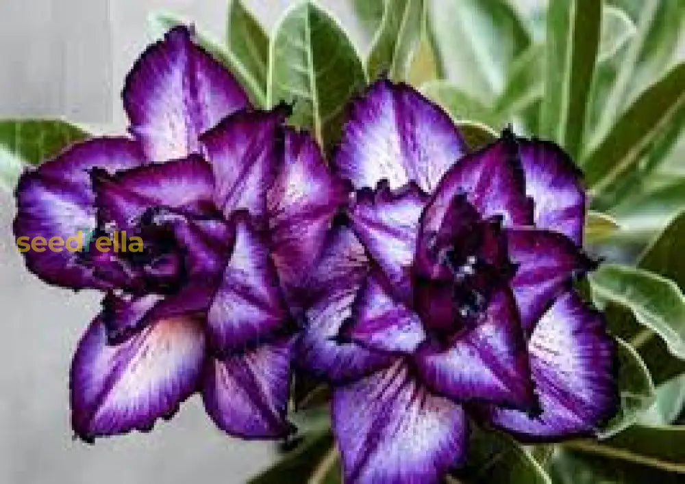 Purple Adenium Obesum Seeds Collection For Easy Planting Flower