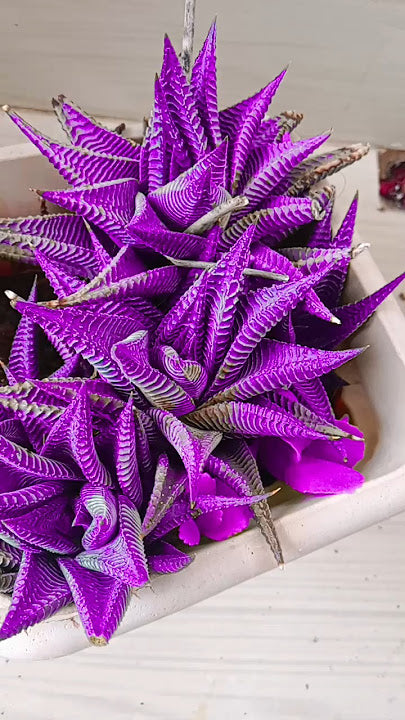 Purple Aloe Cameron Seeds for Easy Indoor and Outdoor Planting