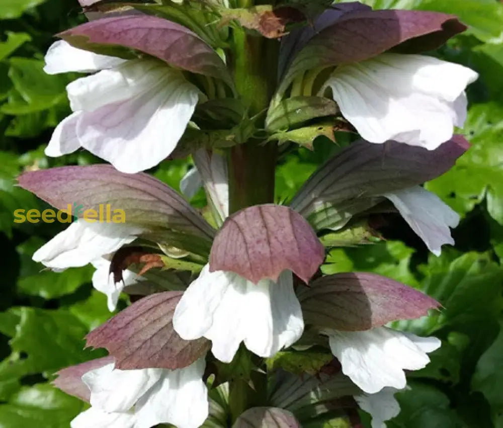 Purple And White Acanthus Plant Seeds For Easy Planting Seeds