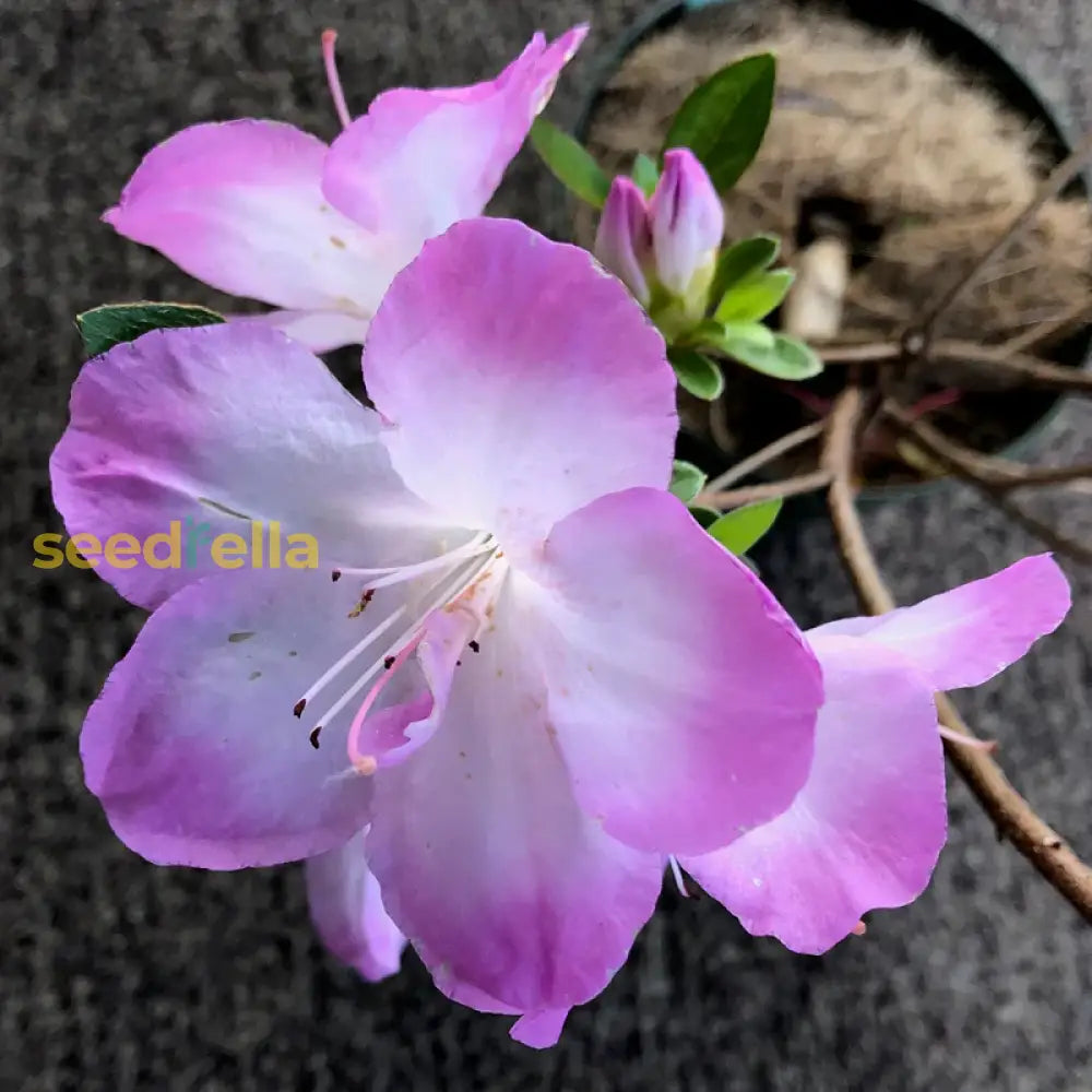 Purple And White Azalea Seeds For Planting - Elegant Garden Blooms