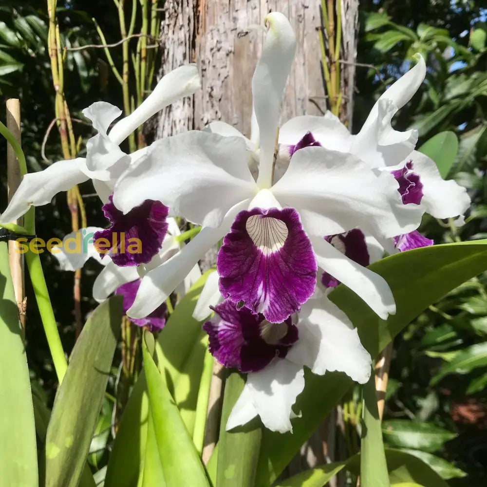 Purple And White Orchid Seeds For Planting Flower