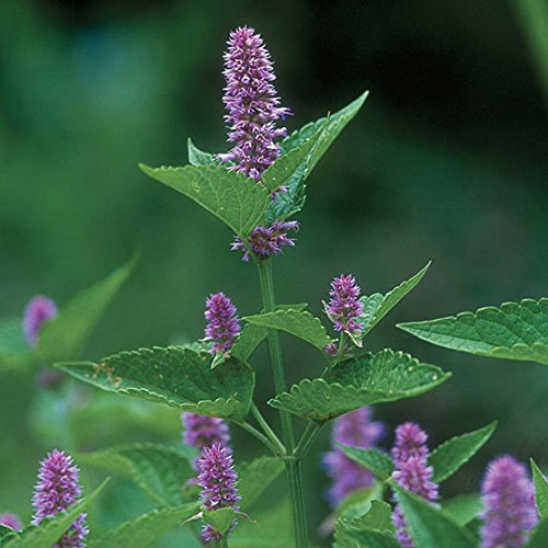 Purple Anise Hyssop flowers grown from seeds in garden border