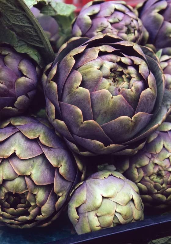 Purple Artichoke growing guide seeds