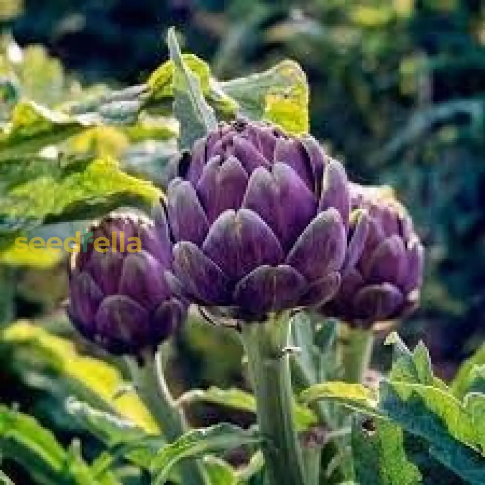 Purple Artichoke seeds heirloom variety