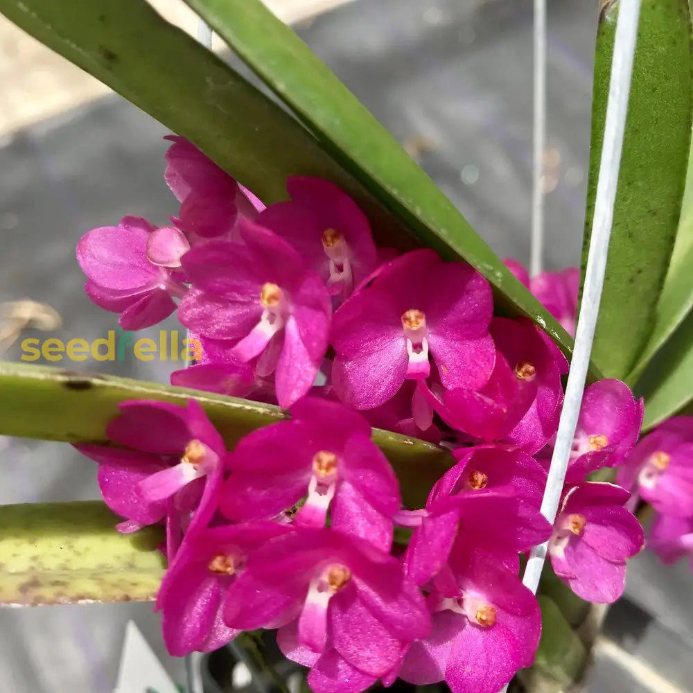 Purple Ascocentrum Ampullaceum Flower Seeds For Planting